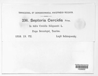 Septoria cercidis image